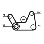 CONTINENTAL CTAM  Soonrihmakomplekt 6PK1019 ELAST T1
