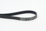 CONTINENTAL CTAM Soonrihm 6PK1019 ELAST